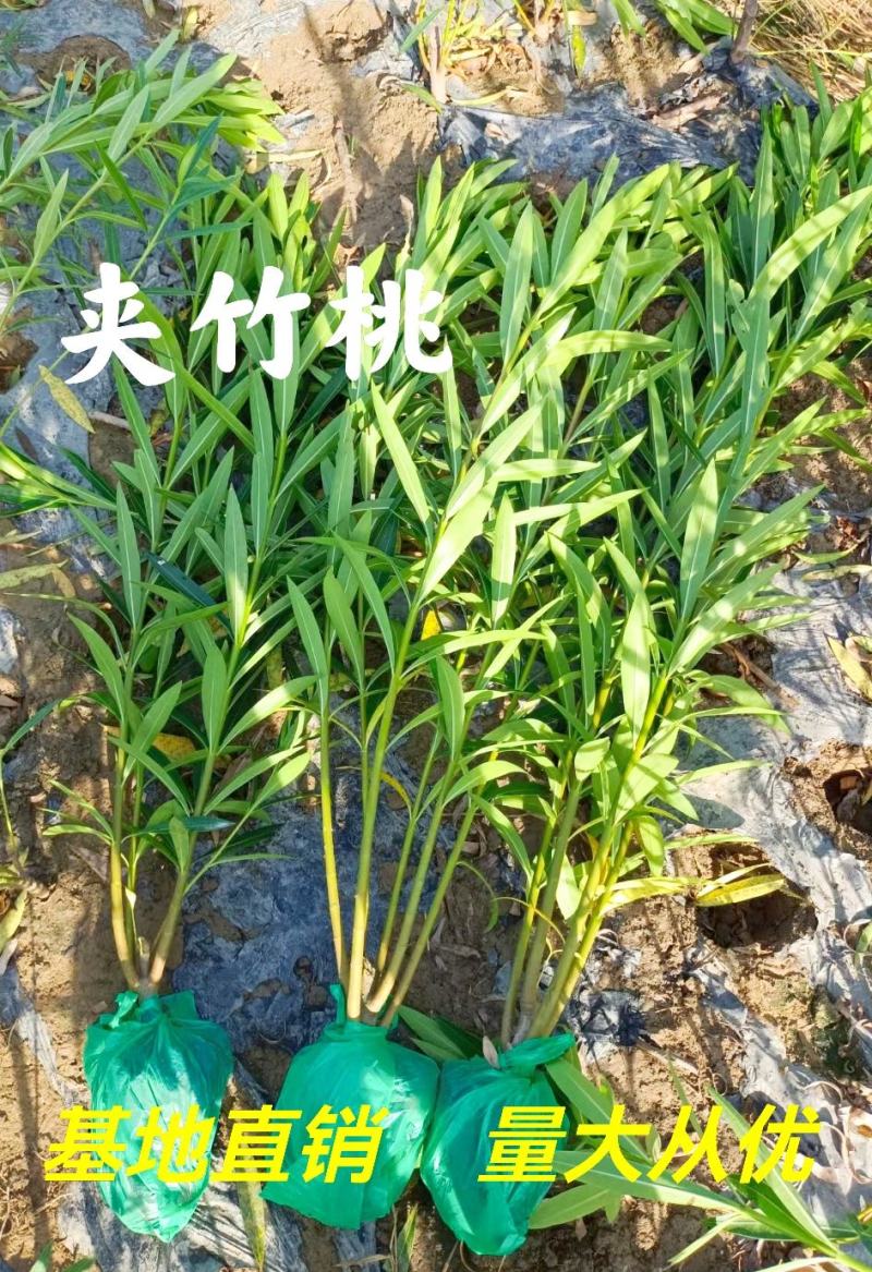 湖南郴州夹竹桃多头粉花夹竹桃红花夹竹桃绿化工程苗木大量供