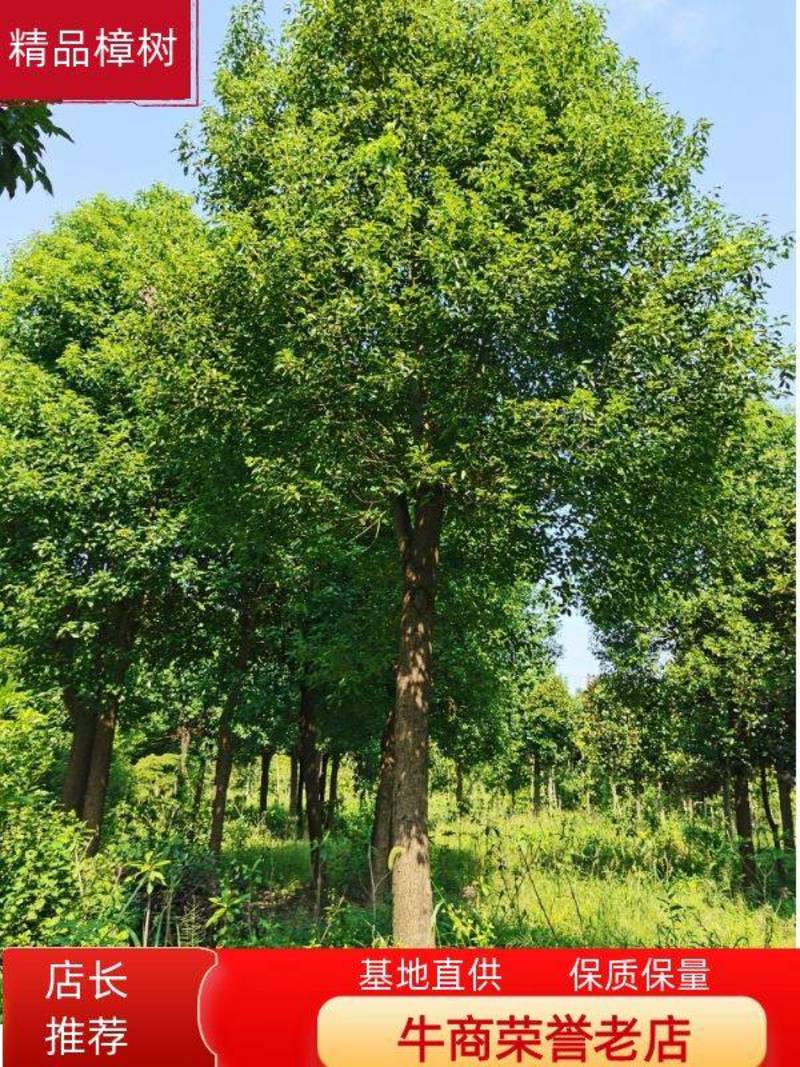 香樟樟树20-40公分小叶香樟现挖现发苗圃直发