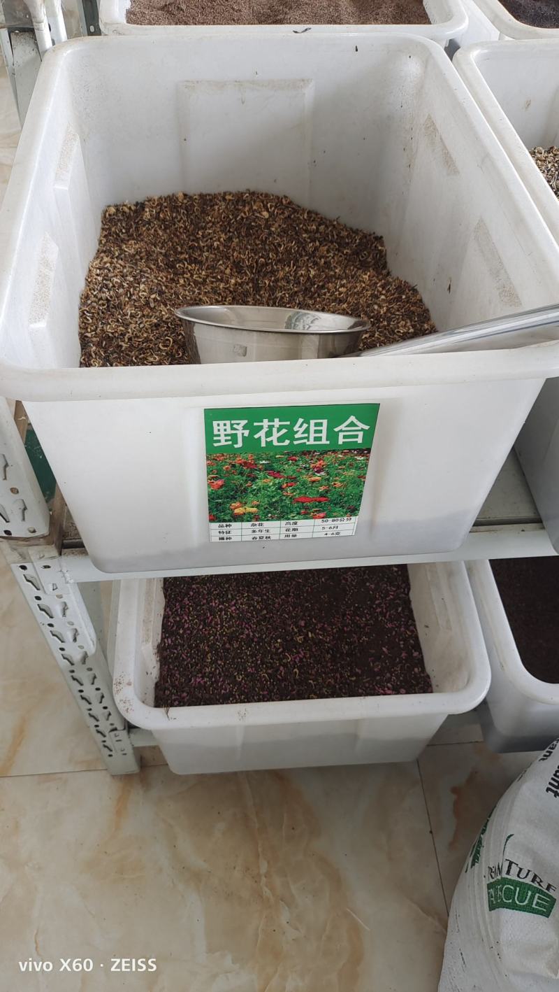 野花组合种子