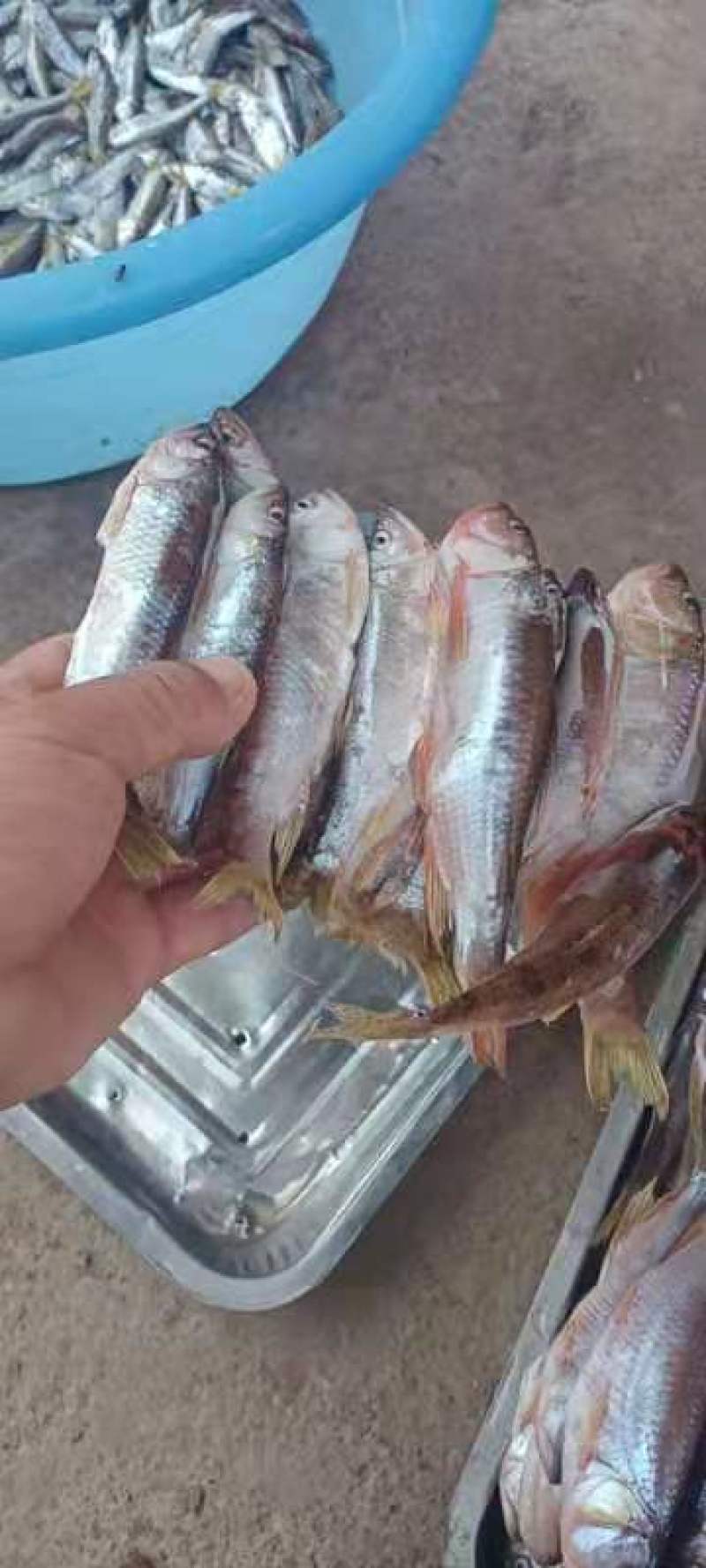 大嘴白鱼小嘴白鱼桃花鱼鲫鱼鲤鱼草鱼鲢鱼大眼鱼甲鱼