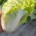 夏阳白菜，抗热王白菜，山东肥城大量走货供应中