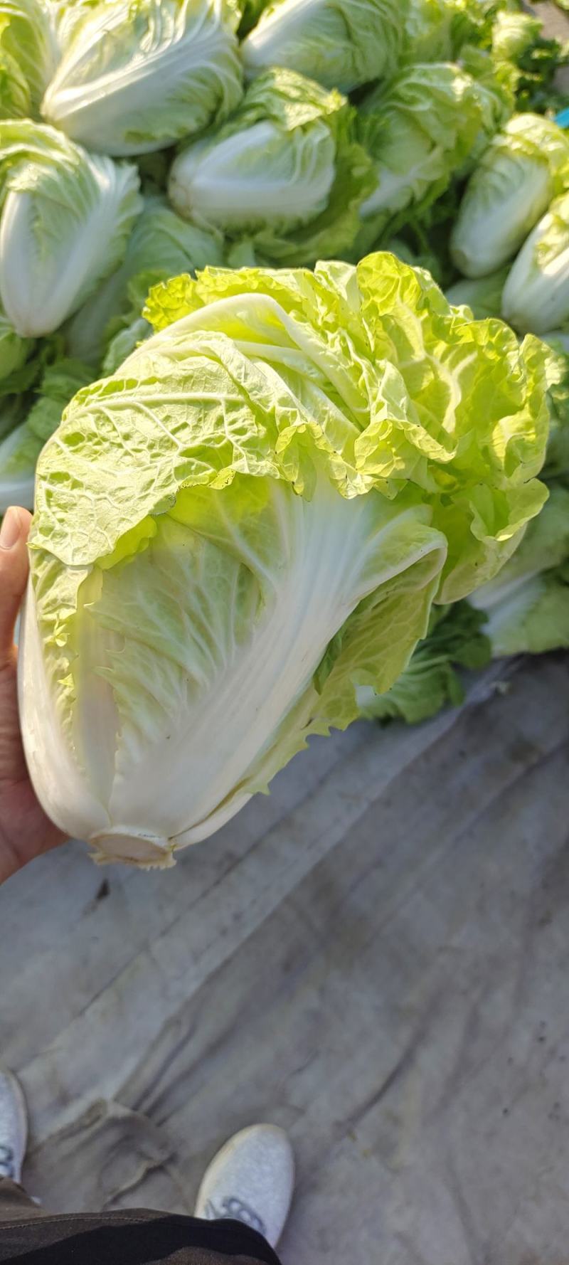 夏阳白菜，抗热王白菜，山东肥城大量走货供应中