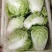 夏阳白菜，抗热王白菜，山东肥城大量走货供应中