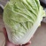 夏阳白菜，抗热王白菜，山东肥城大量走货供应中