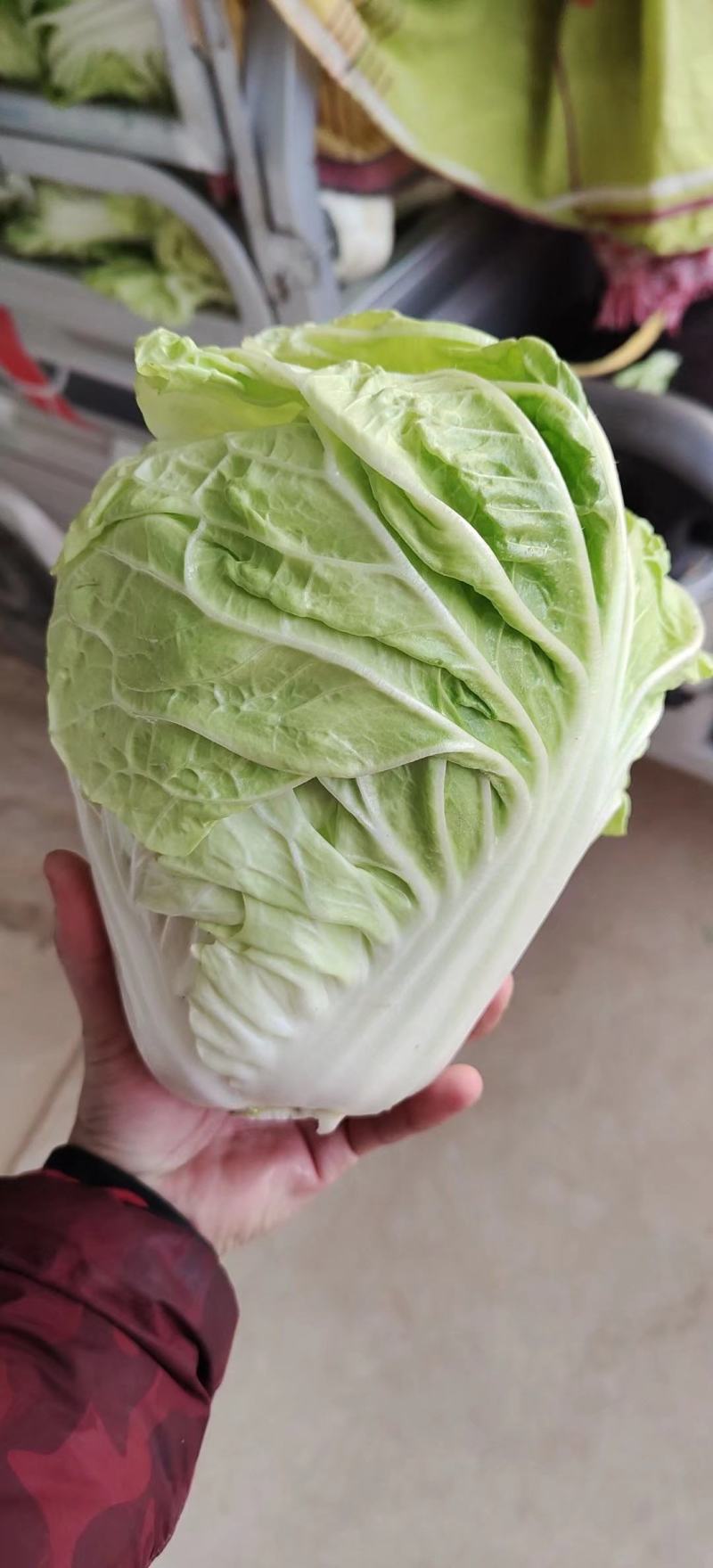 夏阳白菜，抗热王白菜，山东肥城大量走货供应中