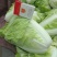 夏阳白菜，抗热王白菜，山东肥城大量走货供应中