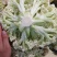 夏阳白菜，抗热王白菜，山东肥城大量走货供应中