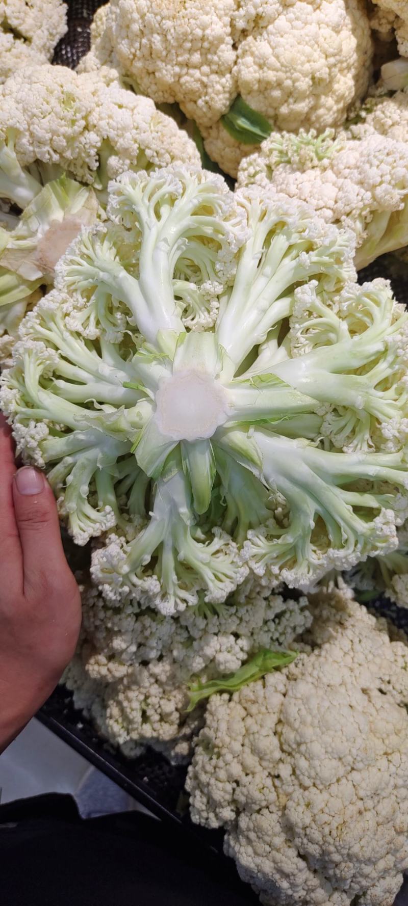 夏阳白菜，抗热王白菜，山东肥城大量走货供应中