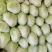 夏阳白菜，抗热王白菜，山东肥城大量走货供应中