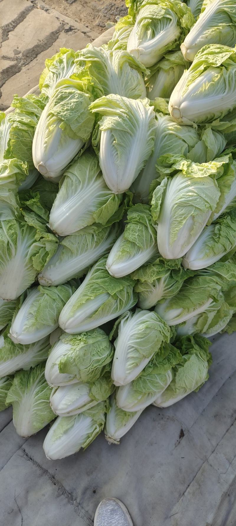 夏阳白菜，抗热王白菜，山东肥城大量走货供应中
