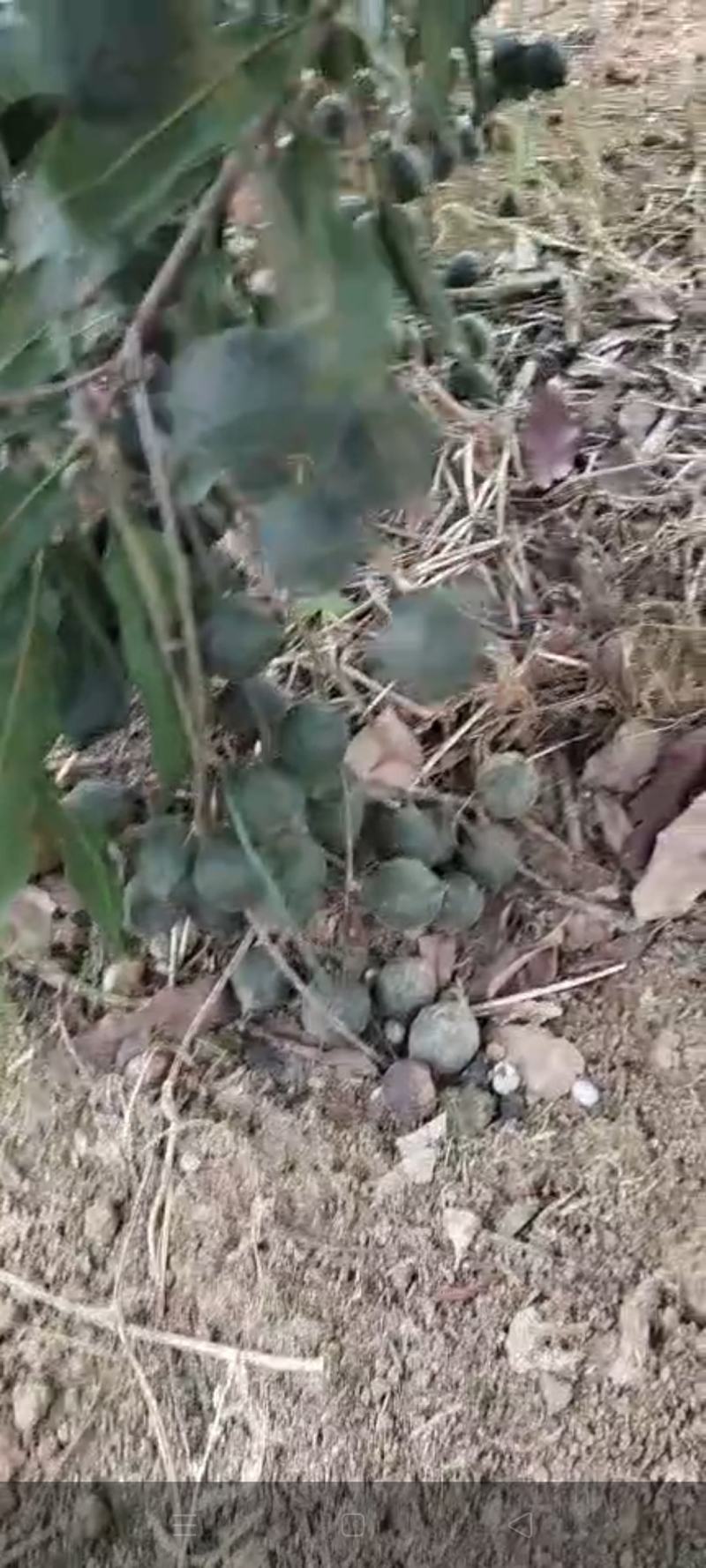 大量供应夏威夷坚果