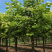 梓树2/6/10/12公分规格齐全大量出售自家苗圃一手货
