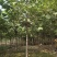 黄金树2/6/10/12公分规格齐全大量出售自家苗圃一手