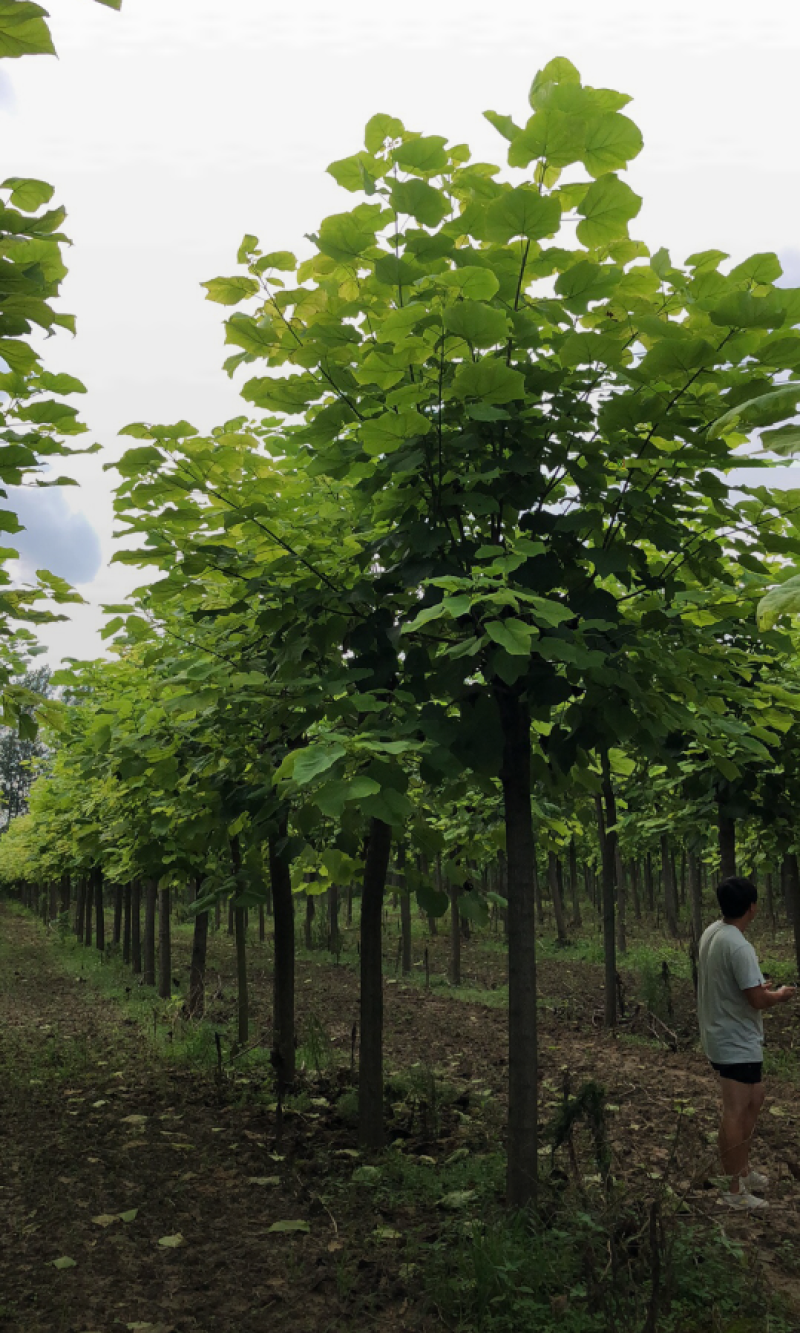 黄金树2/6/10/12公分规格齐全大量出售自家苗圃一手