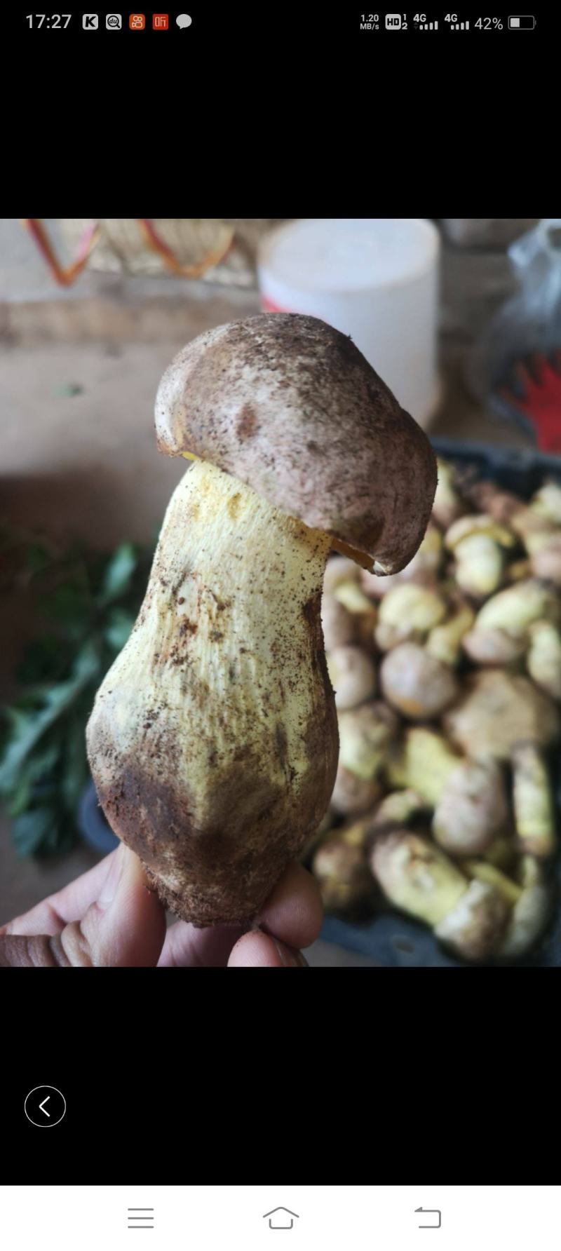 中端黄牛肝菌干货，红葱菌，白葱菌，原产地批发，一首货源！