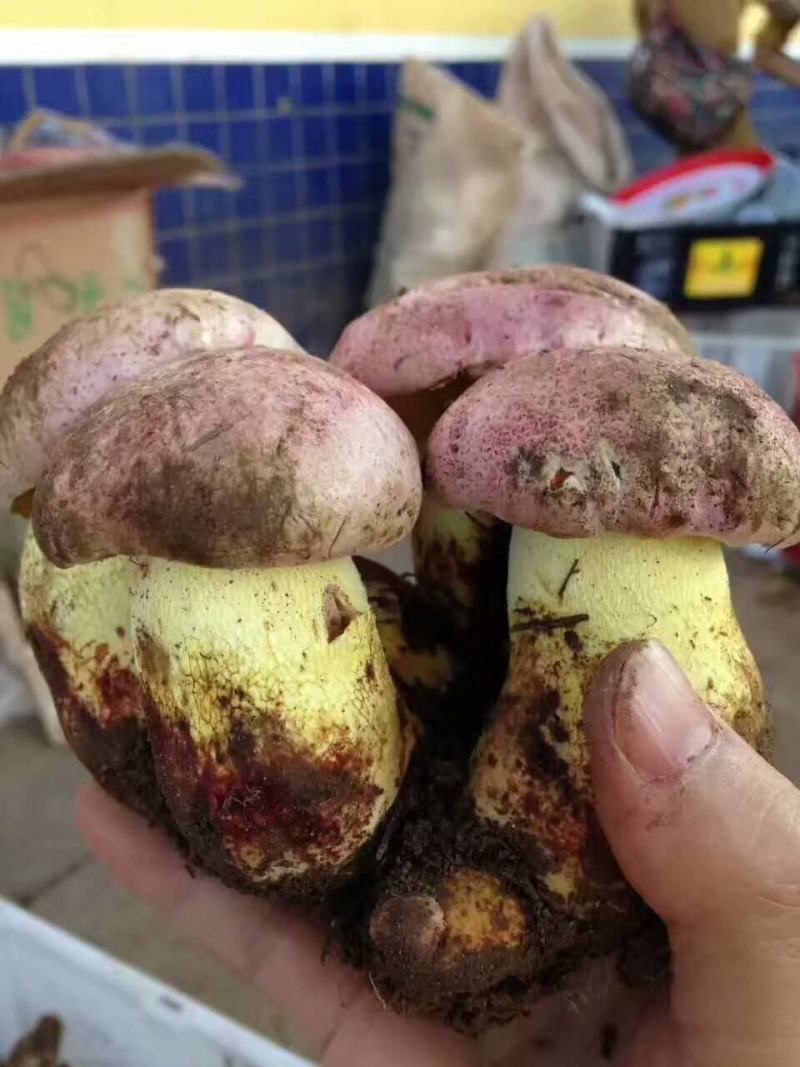 中端黄牛肝菌干货，红葱菌，白葱菌，原产地批发，一首货源！