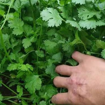 贵州大叶香菜