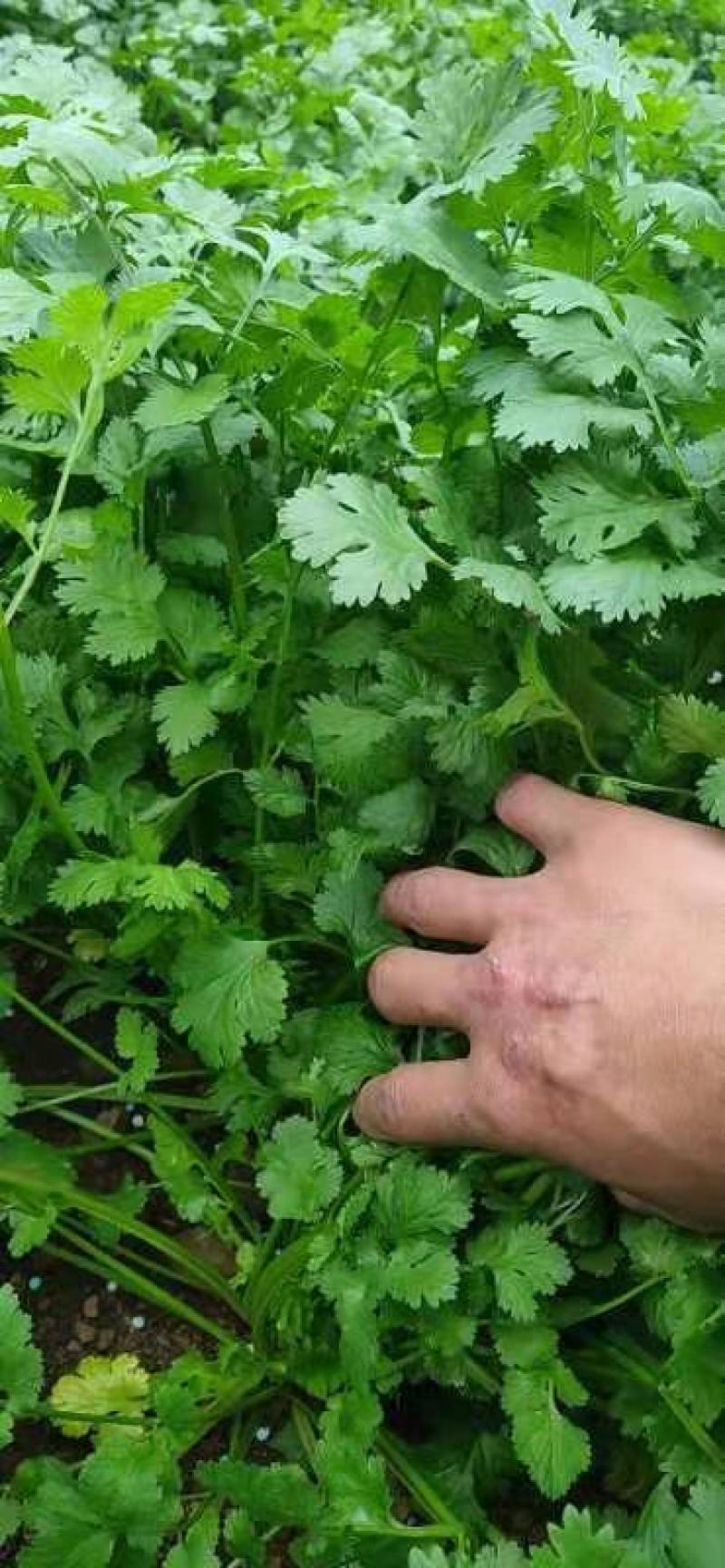 贵州大叶香菜