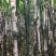 大灰种，基因种黑皮甘蔗大量上市！6～8斤，6～8cm，2