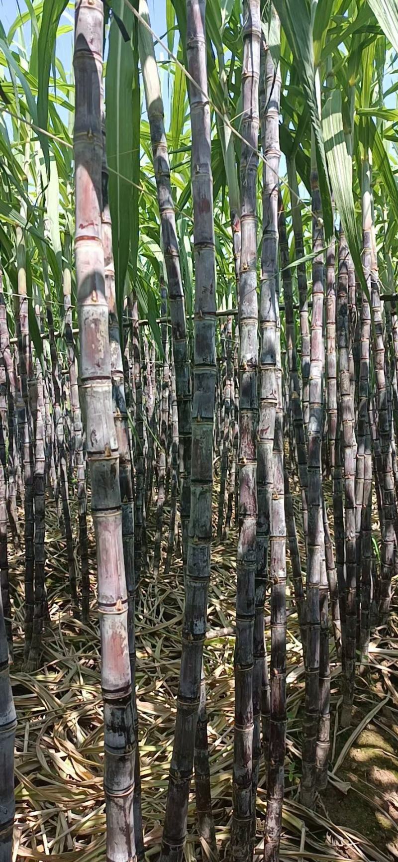 大灰种，基因种黑皮甘蔗大量上市！6～8斤，6～8cm，2
