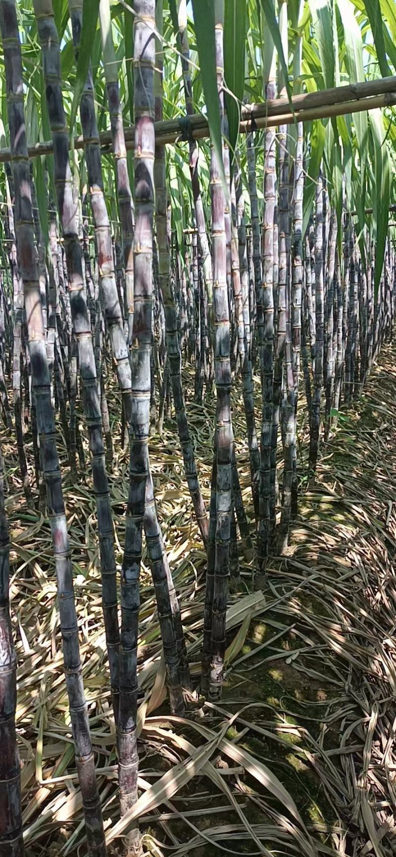 大灰种，基因种黑皮甘蔗大量上市！6～8斤，6～8cm，2