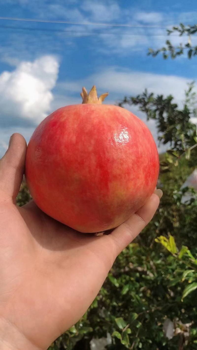 突尼斯软籽石榴