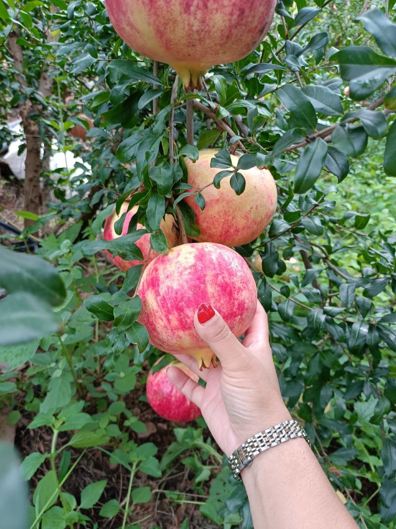 突尼斯软籽石榴