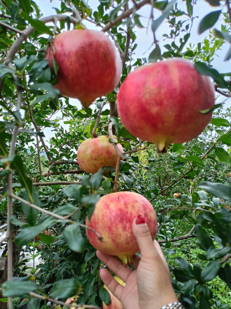 突尼斯软籽石榴