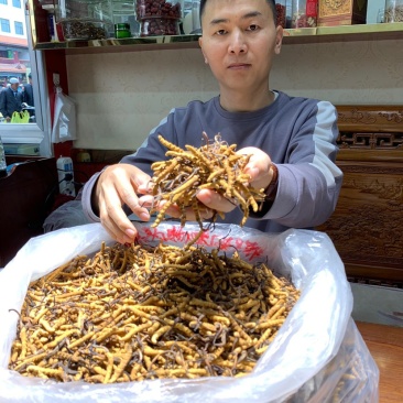 虫草冬虫夏草微商电商实体专业一件代发