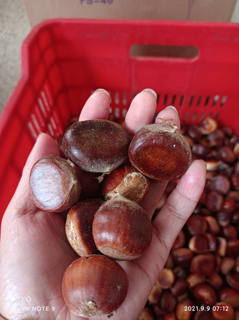 板栗，甜脆爽口，红壳油栗，粉糯香甜！