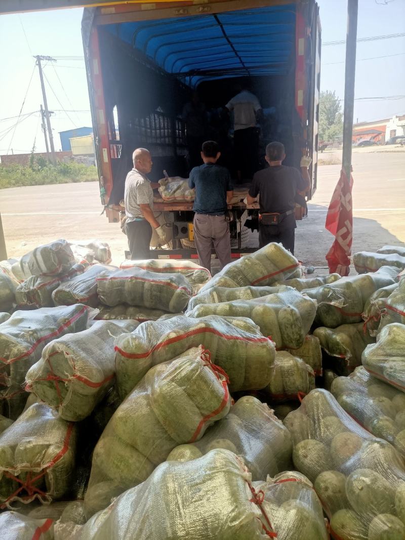 【优质】水果冬瓜三三冬瓜肉质厚果味浓一手货源专业代办