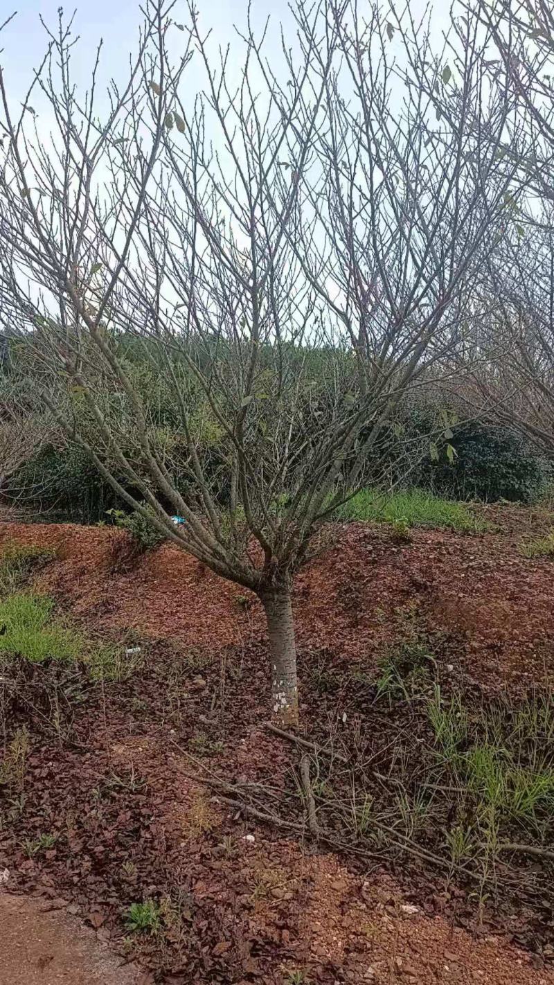 樱花晚樱早樱3至20公分基地批发