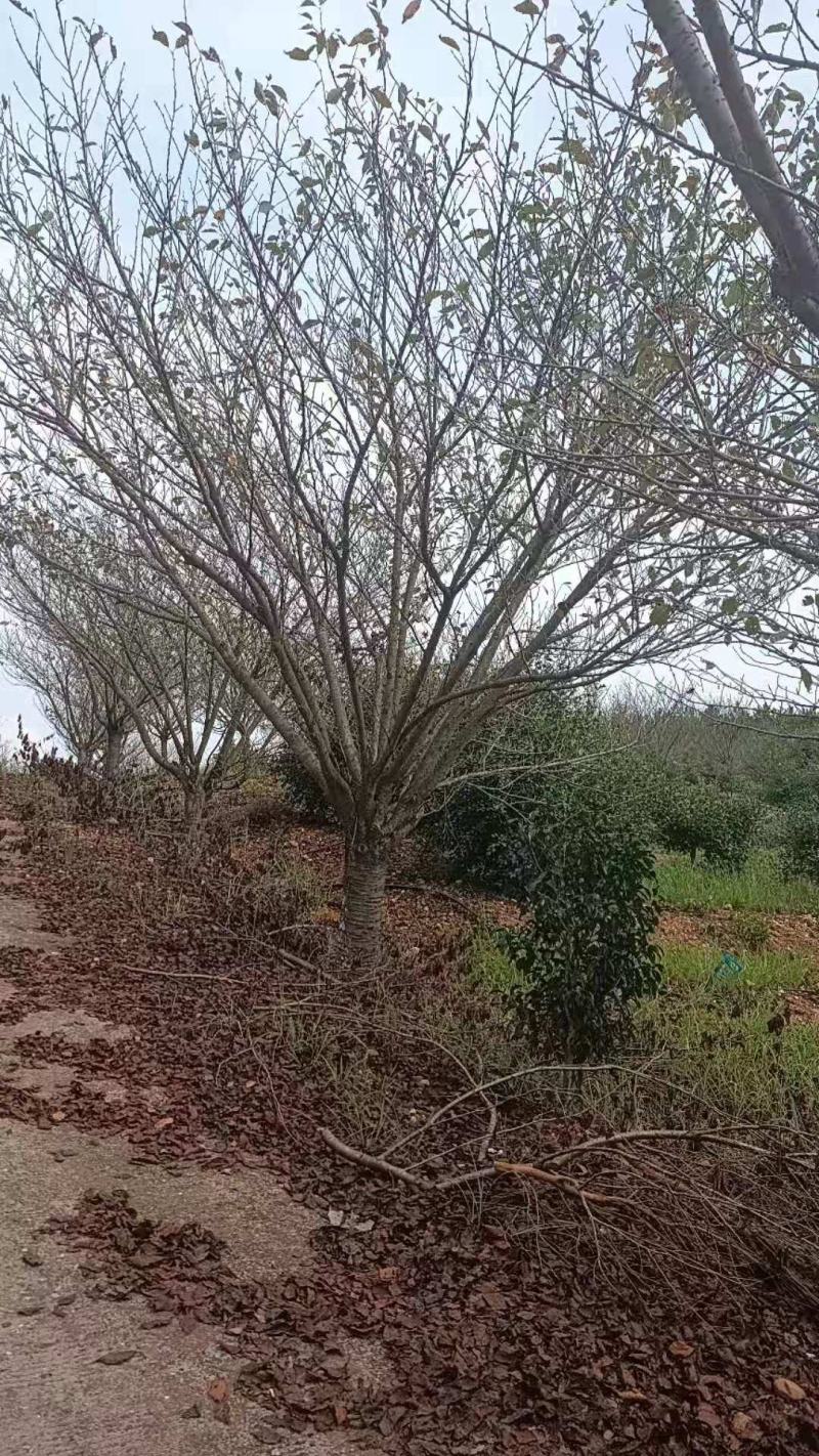 樱花晚樱早樱3至20公分基地批发