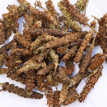 夏枯球，人工挑选穗头，颜色靓丽，产地直发，欢迎批发零售！