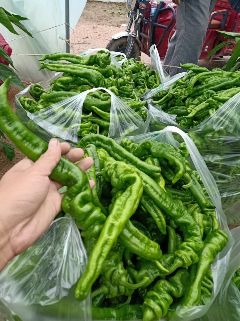 螺丝椒