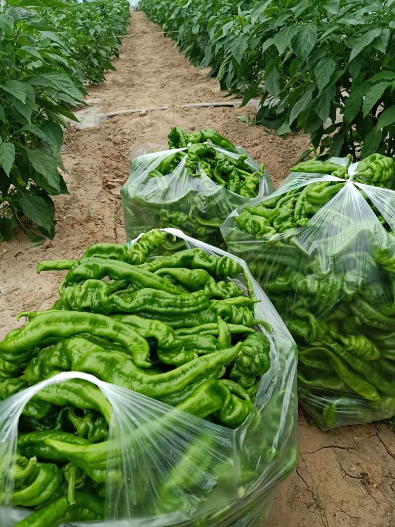 螺丝椒