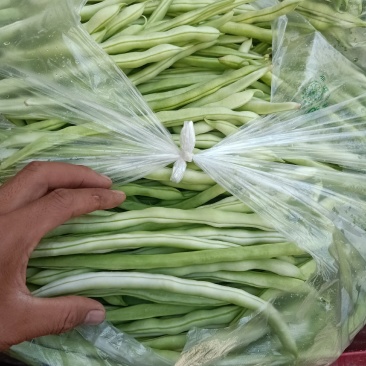 精品豆角