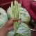 精品豆角