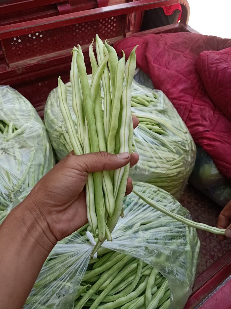 精品豆角