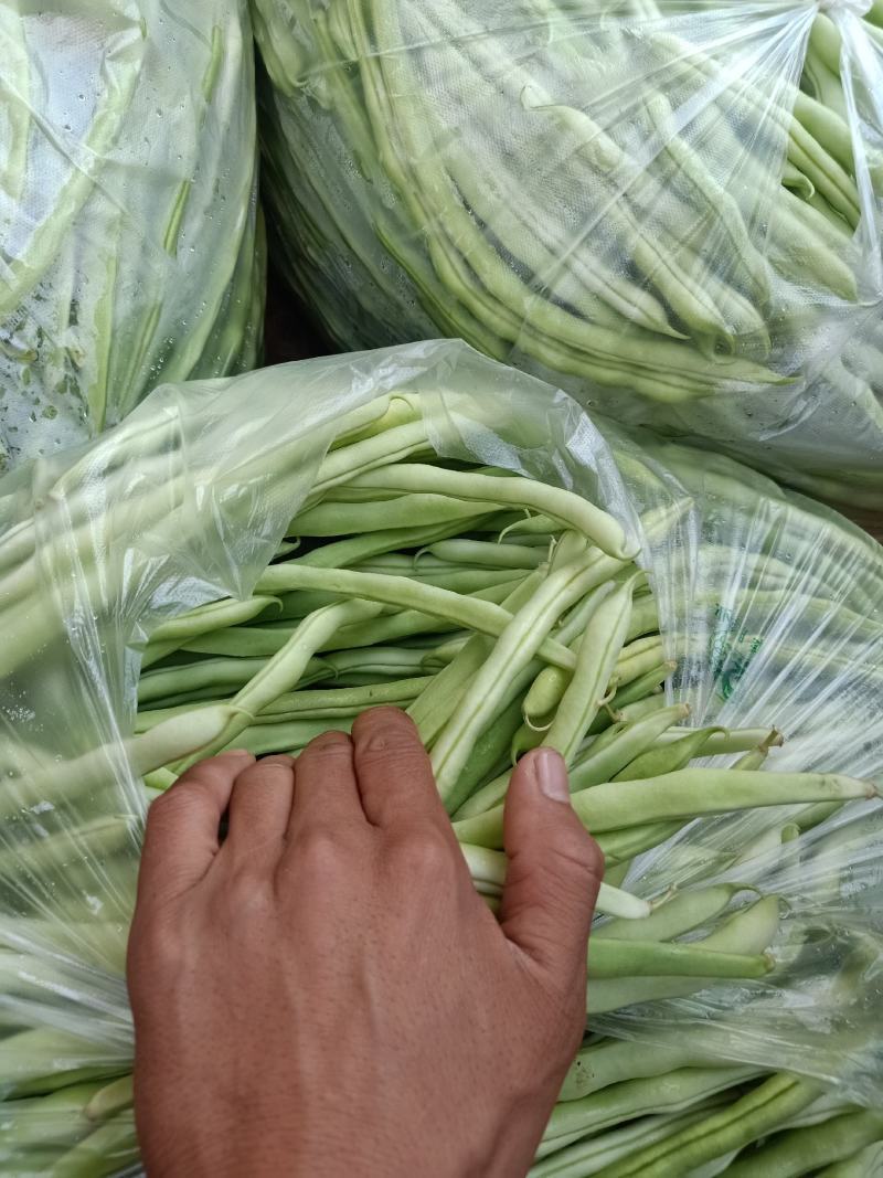 精品豆角