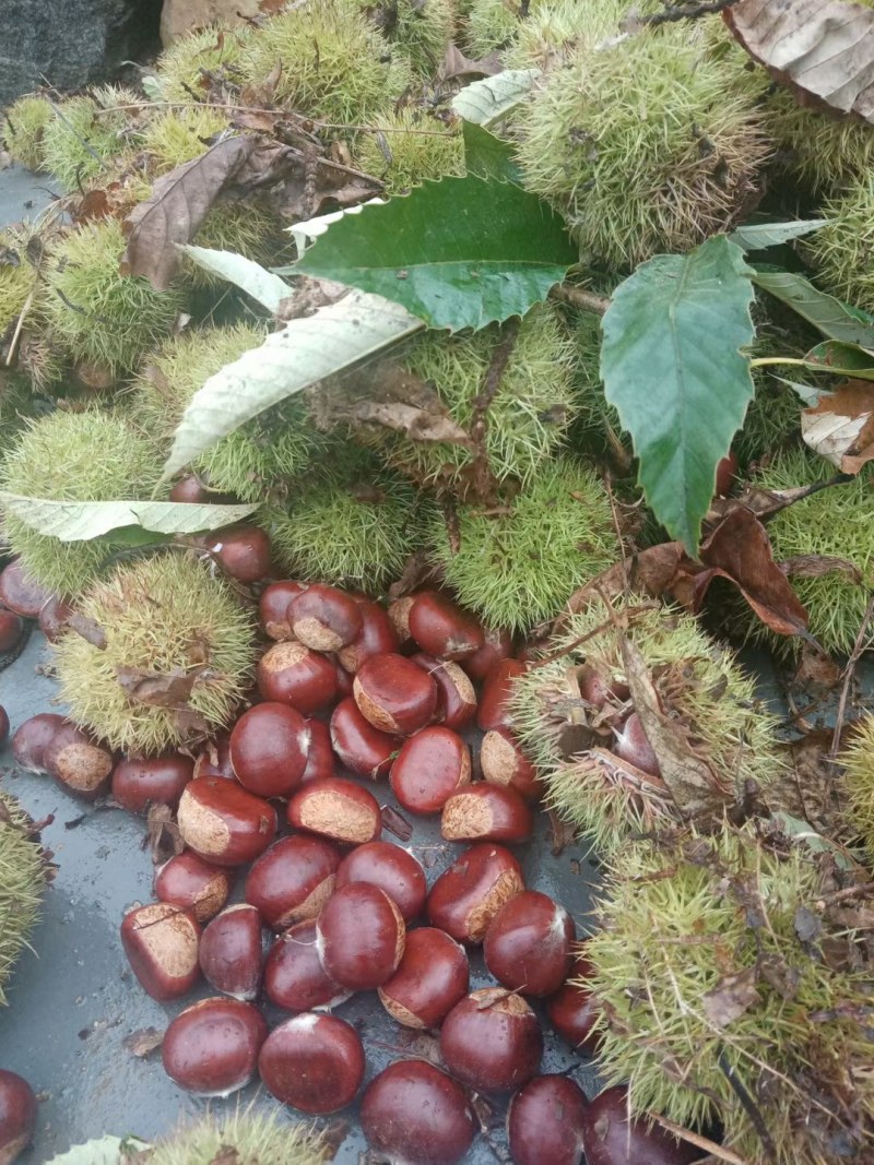 山栗子新鲜生沂蒙山板栗山东油栗甜糯量大一件代发现摘