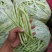 精品豆角