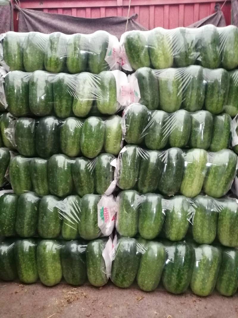 冬瓜