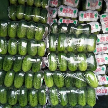 青皮冬瓜