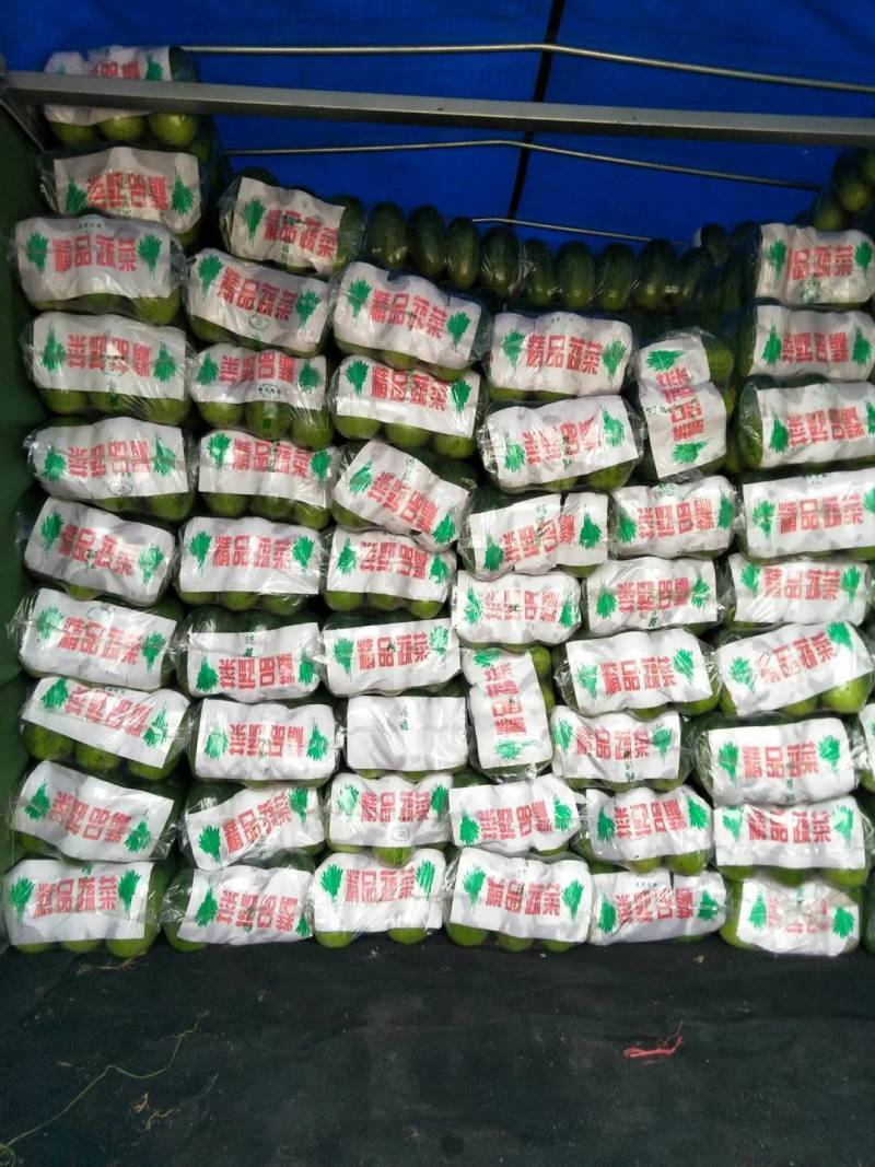 青皮冬瓜地冬瓜大量供应商，价格低欢迎光临