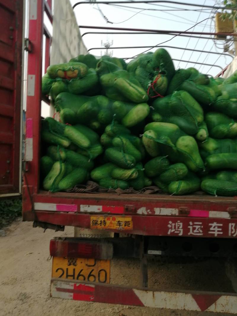 青皮冬瓜地冬瓜大量供应商，价格低欢迎光临