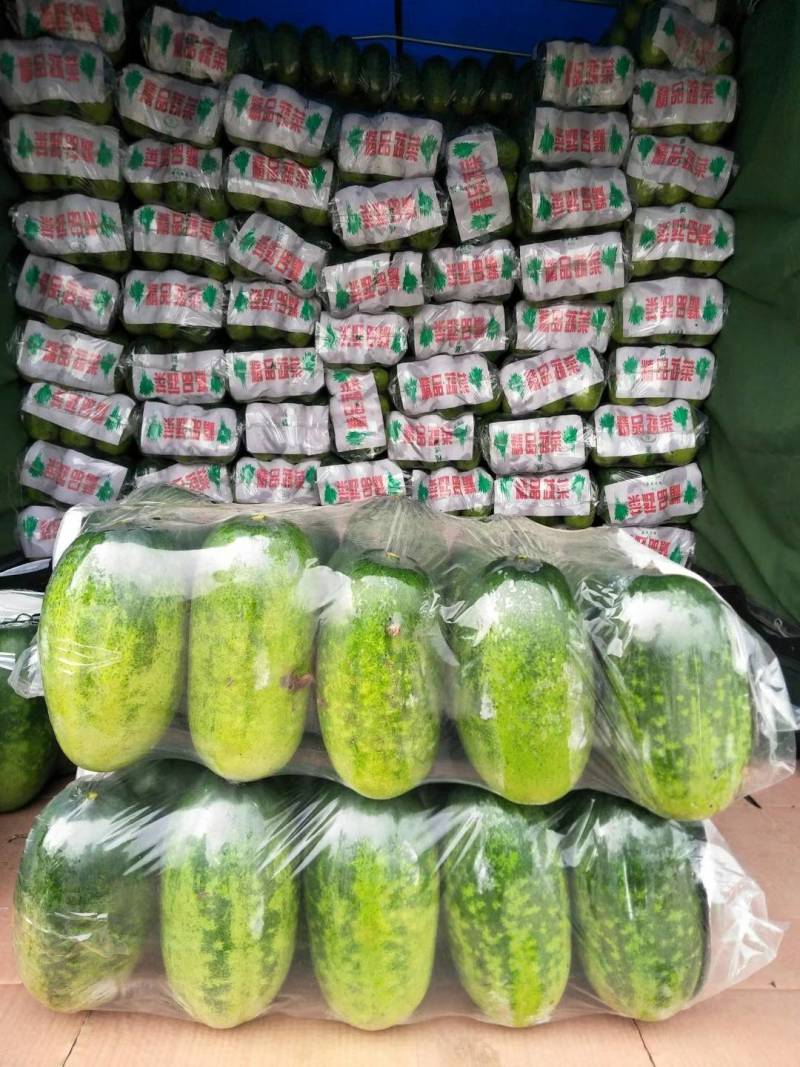 青皮冬瓜地冬瓜大量供应商，价格低欢迎光临