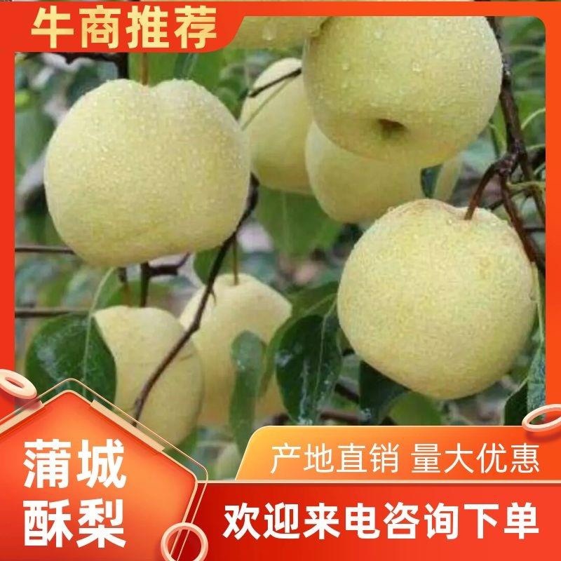 陕西渭南蒲城纸袋蒲城酥梨，皮薄无渣，肉厚多汁