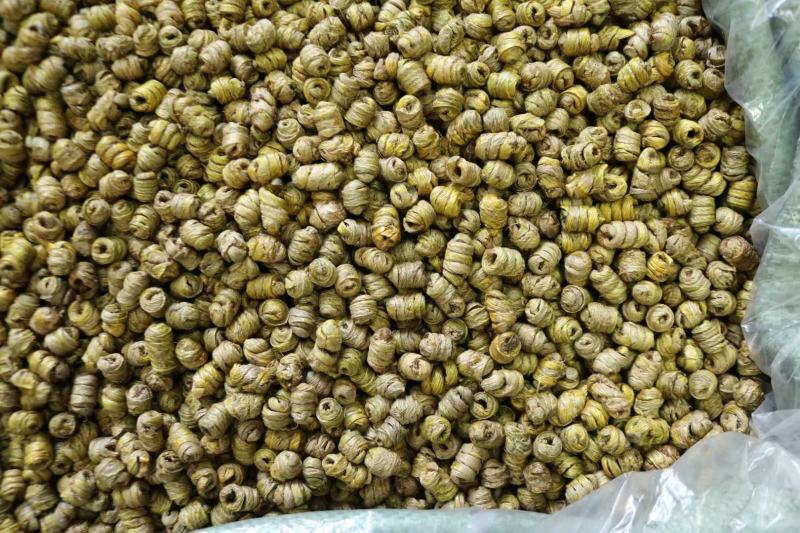 AAA特级水草石斛颜色好肉质结实市场上好的货