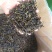高山茶叶惠来土山茶潮汕乌龙茶大坪土山茶炭焙黄旦茶叶浓香茶